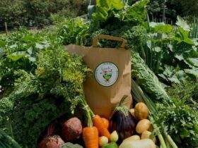 Usaha Budidaya Sayuran Organik di Desa