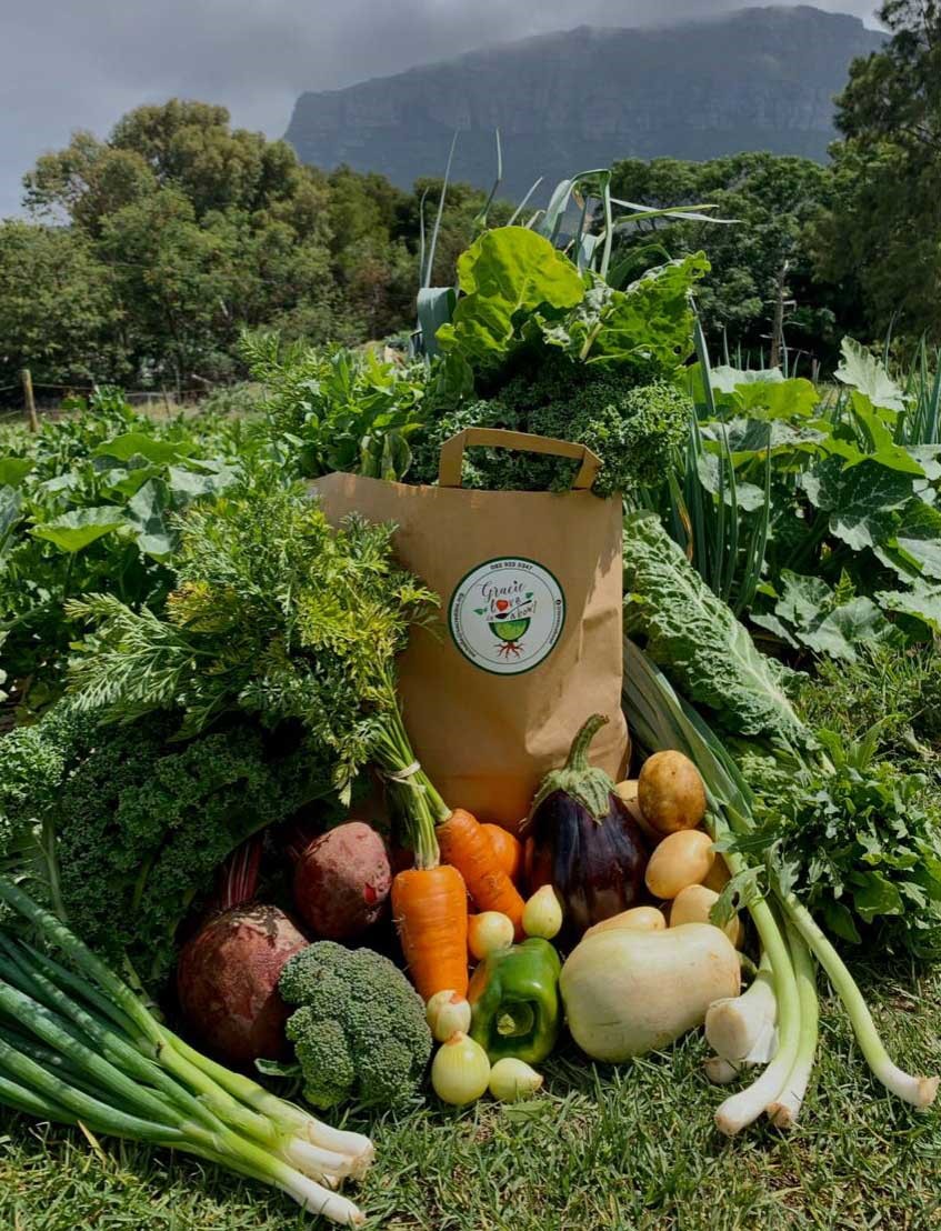 Usaha Budidaya Sayuran Organik di Desa